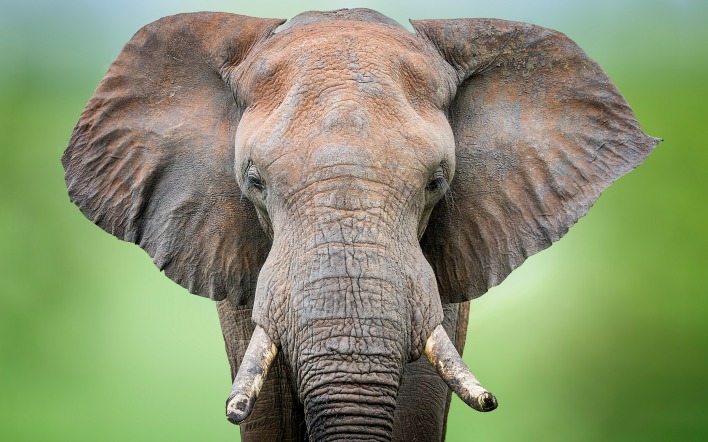 слон хобот бивни уши голова