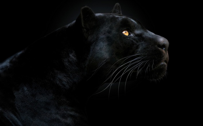 пантера черная морда черный фон