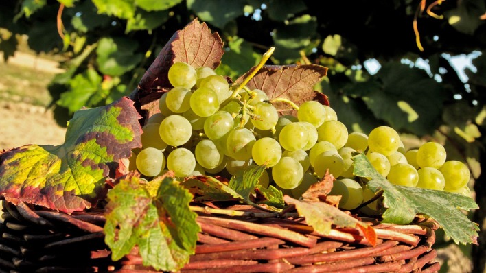 виноград гроздь grapes the bunch