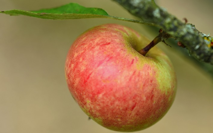 яблоко ветка крупный план лист