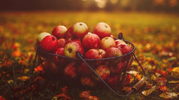 яблоки корзина осень листья