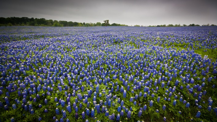цветочно-синяя поляна