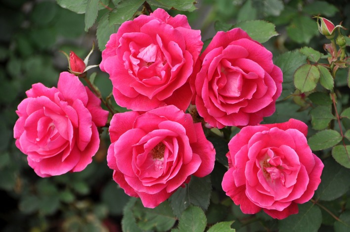 нежные-розовые цветы