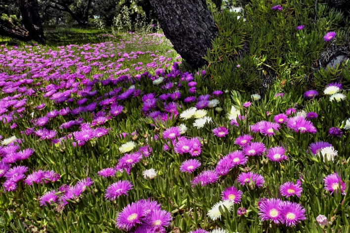 фиолетовые цветочки на поляне