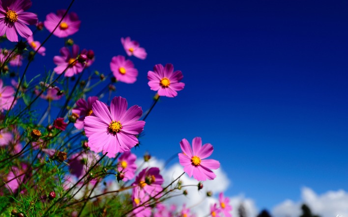 фиолетовая поляна цветов