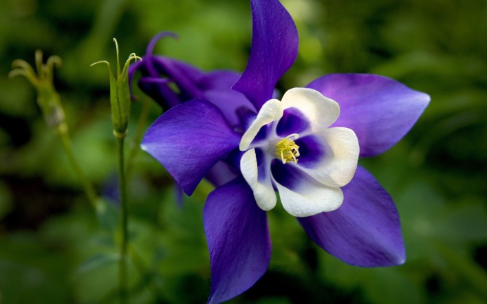 фиолетовый цветок макро