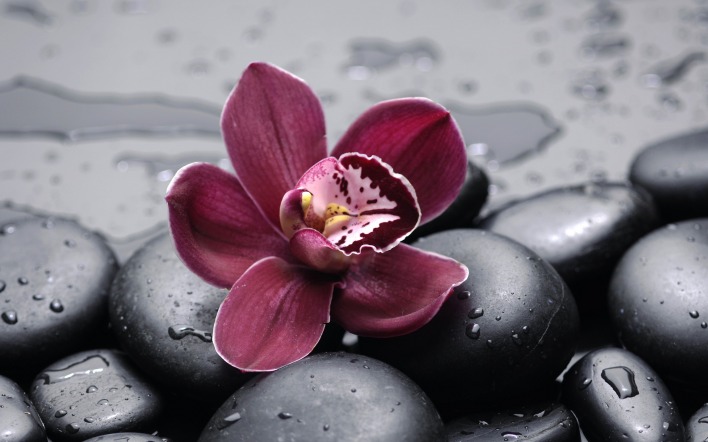 Цветок камни черные