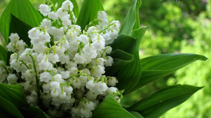 белые цветы ландыши