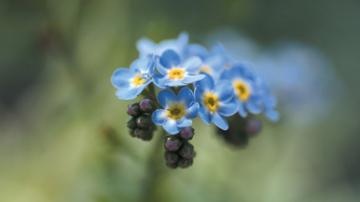 Синие цветы природа незабудки