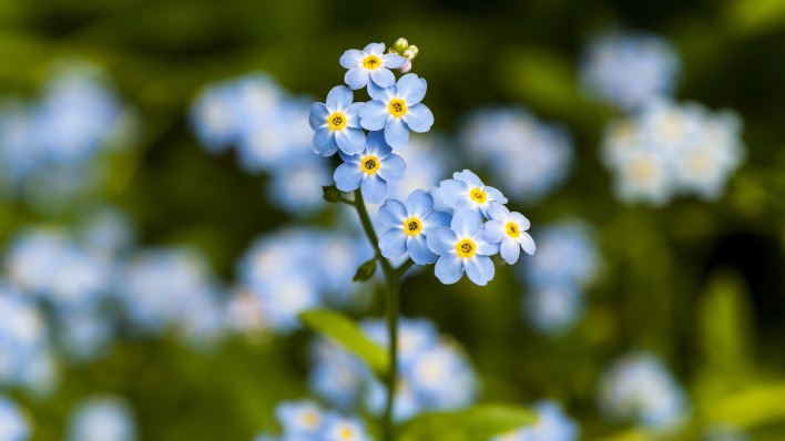 природа синие цветы