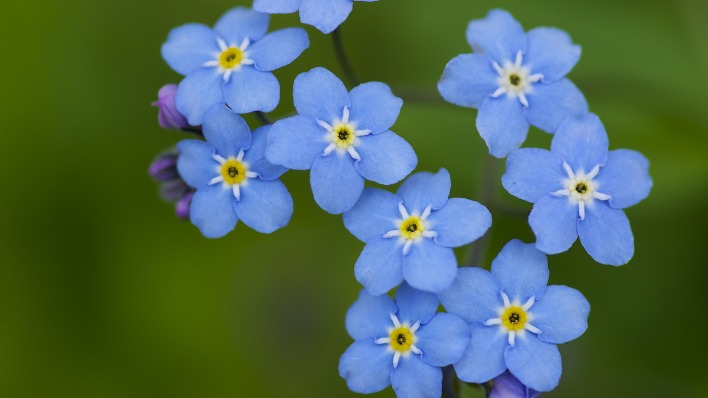 цветы синие незабудки