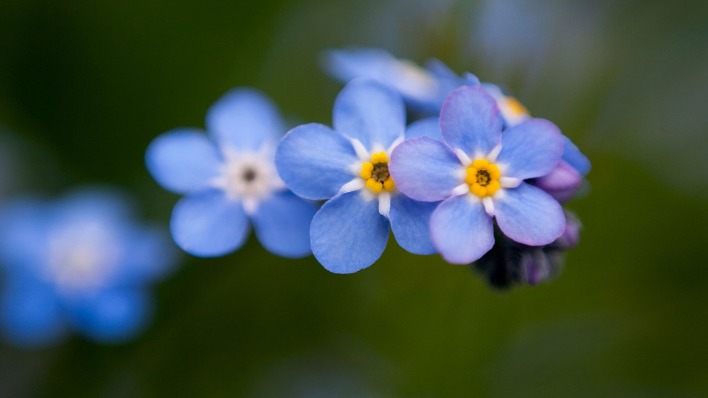 незабудки цветы синие крупный план