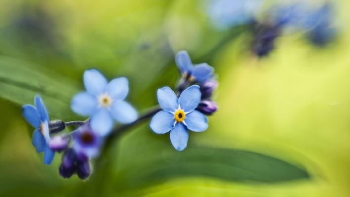 незбудки синие цветы природа крупный план