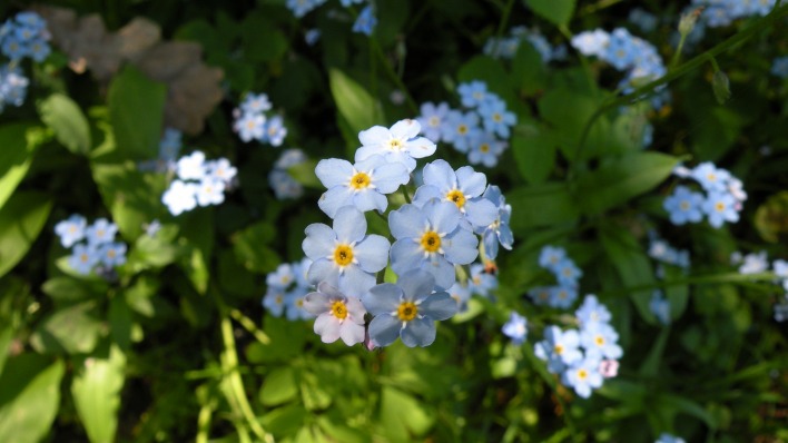 Цветы природа незабудки синие