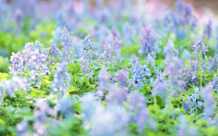 цветы синие природа луг