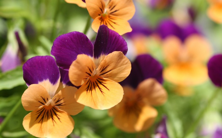 природа цветы фиолетовые оранжевые