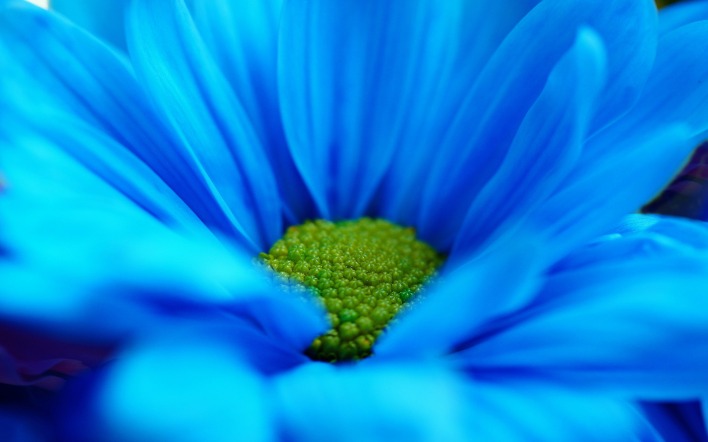 синий цветок ромашка макро