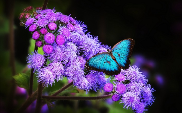 природа цветы синие насекомое бабочка