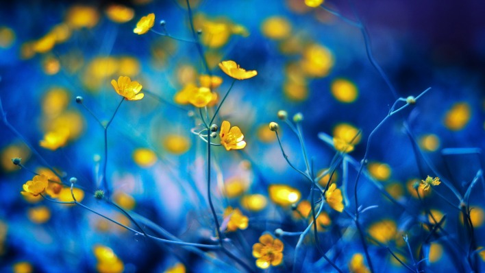 Цветы циан желтые