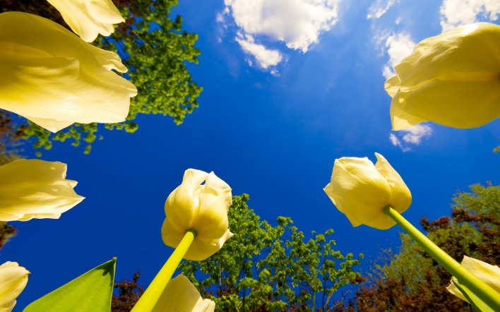 природа желтые цветы небо облака тюльпаны