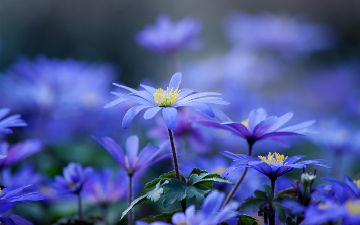 синие цветы природа