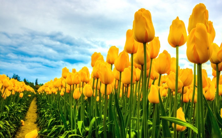 природа цветы тюльпны желтые поле