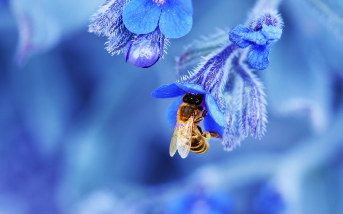 природа животные насекомое пчела