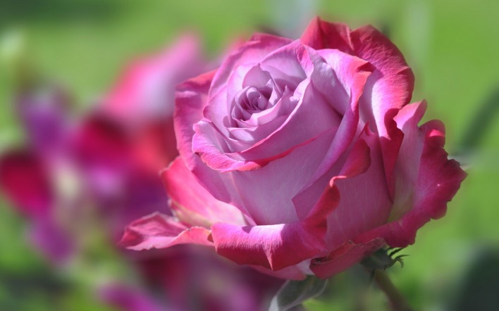 природа цветы крупный план роза