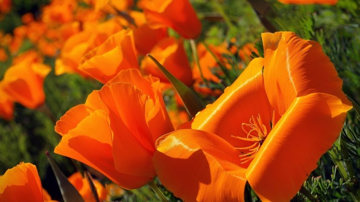 природа цветы оранжевые амк nature flowers orange AMK