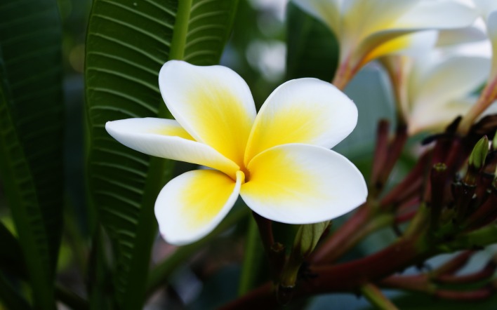 Бело-желтые лепестки цветка