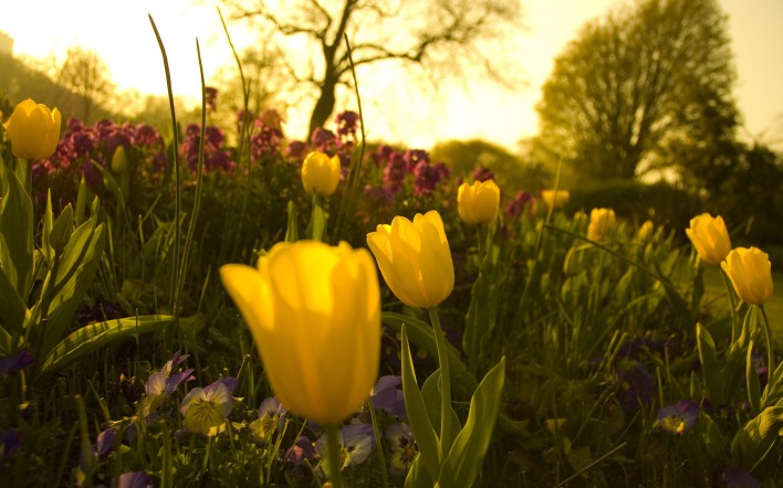 природа цветы тюльпаны желтые nature flowers tulips yellow