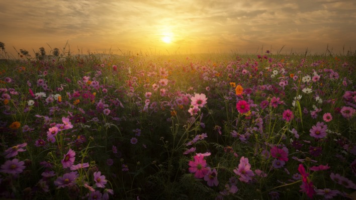 поле цветы рассвет field flowers dawn