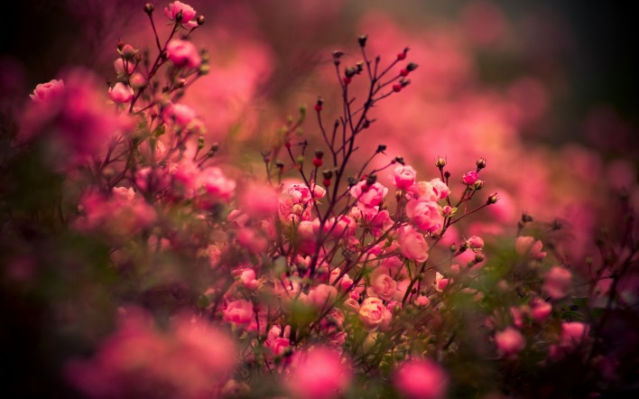 цветение розовые цветы