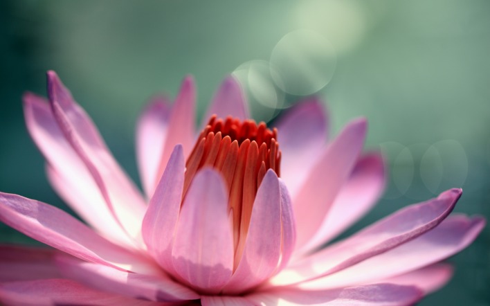 природа цветы водяная лилия кувшинка