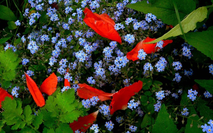 природа цветы синие красные