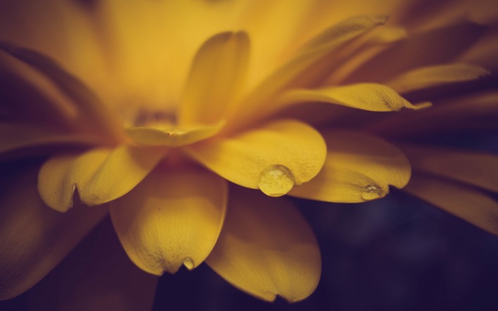 природа цветы роса вода капля желтый