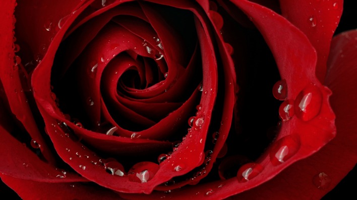 природа цветы розы красные макро