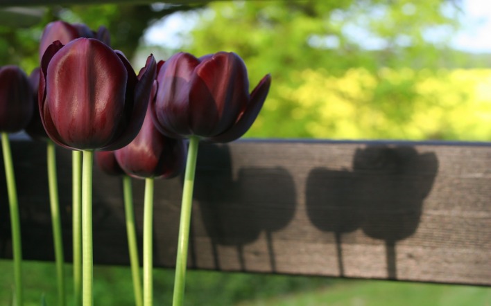 тюльпаны бордовые