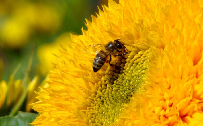 пчела цветок желтый