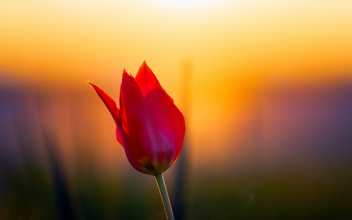 природа цветы тюльпан красный
