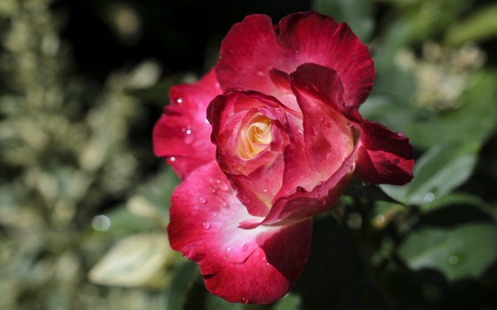 цветок роза капельки