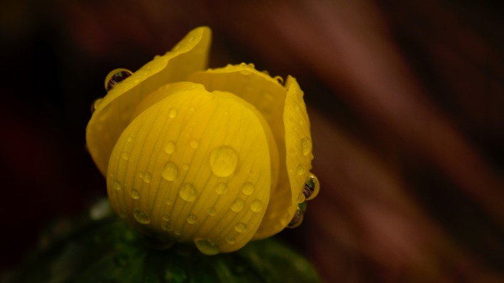 цветок капли бутон