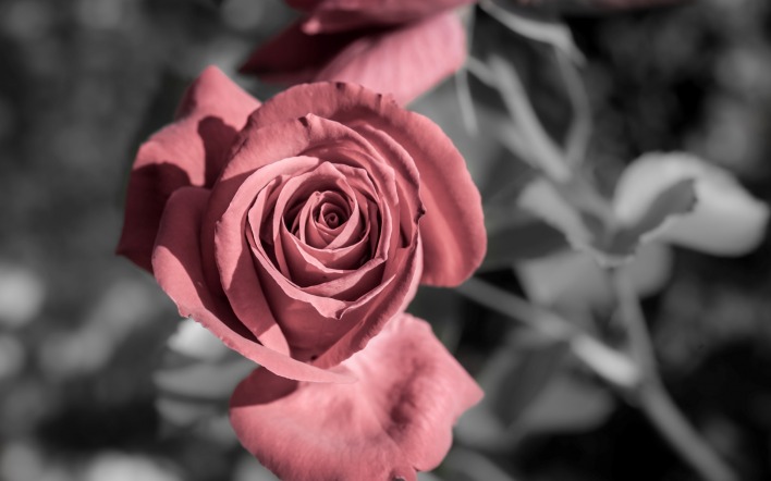 роза цветок макро