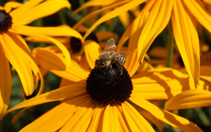 цветы пчела опыление