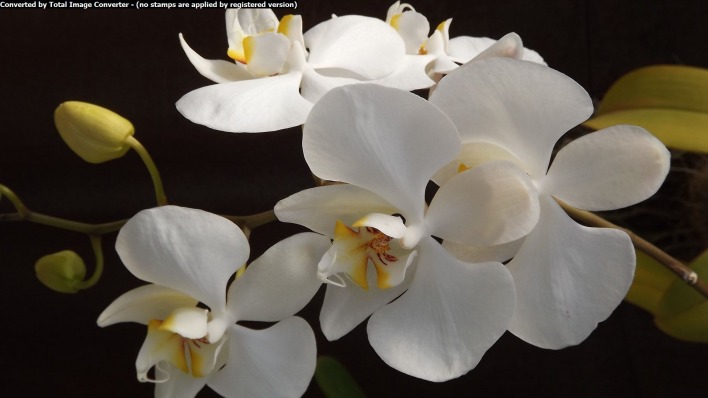 цветы,орхидея,белая