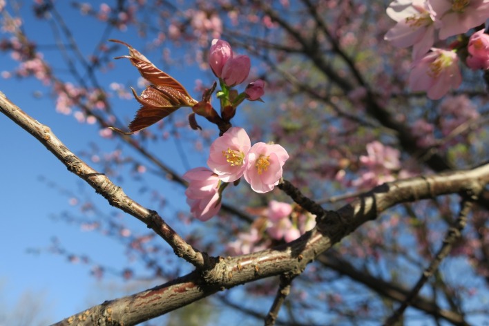 сакура, весна, цветы
