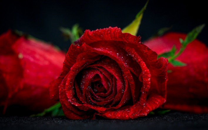 цветок роза капли