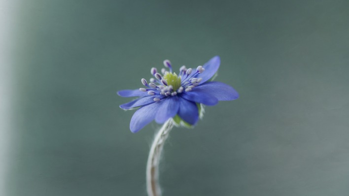 цветок синий полевой