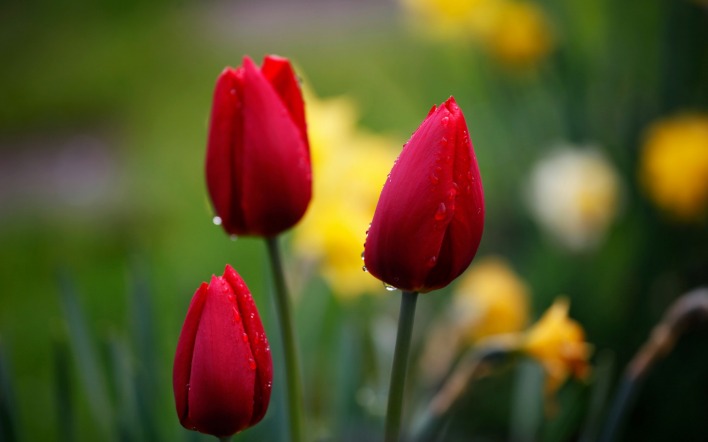 тюльпаны цветы красные капли