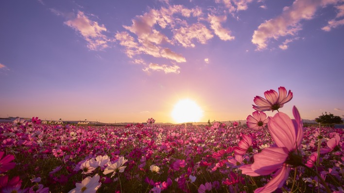 поле рассвет цветы розовые